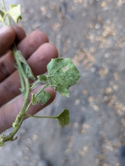 Physalis hederifolia, photograph (c) Abraham Sánchez Romero, some rights reserved (CC BY)