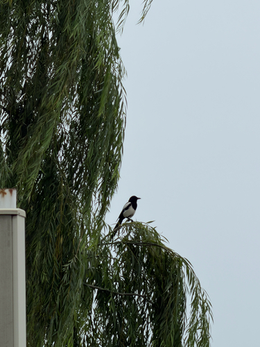 Oriental Magpie