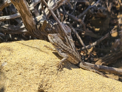 Western Fence Lizard