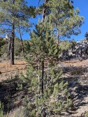(c) Abraham Sánchez Romero, some rights reserved (CC BY) Pinus quadrifolia, photograph (c) Abraham Sánchez Romero, some rights reserved (CC BY)