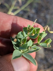 (c) Abraham Sánchez Romero, some rights reserved (CC BY) Euphorbia lurida, photograph (c) Abraham Sánchez Romero, some rights reserved (CC BY)