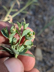 (c) Abraham Sánchez Romero, some rights reserved (CC BY) Euphorbia lurida, photograph (c) Abraham Sánchez Romero, some rights reserved (CC BY)