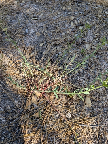 Euphorbia lurida, photograph 3