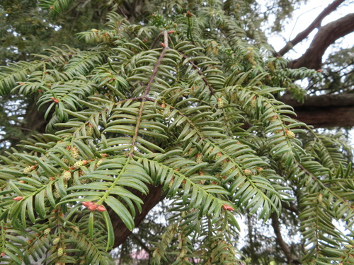 Torreya nucifera iNat (1)