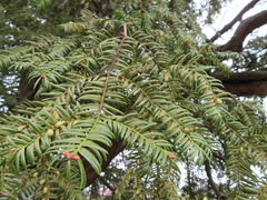 Torreya nucifera