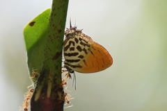 Drupadia ravindra moorei