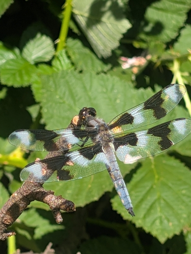 Eight-spotted Skimmer