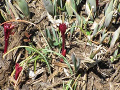 Pseudolarix amabilis