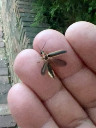 Firefly