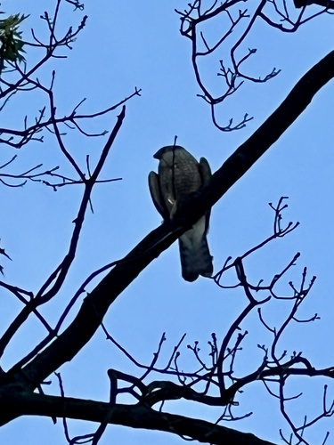 Cooper's Hawk