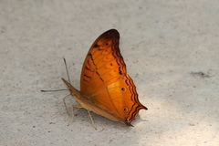 Vindula dejone erotella