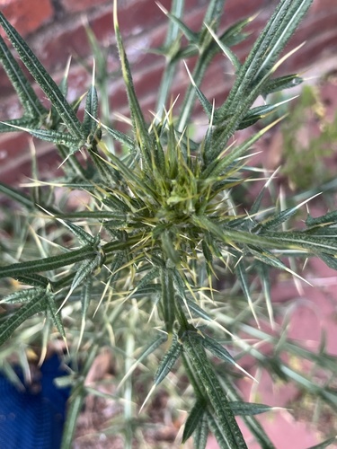 Bull Thistle