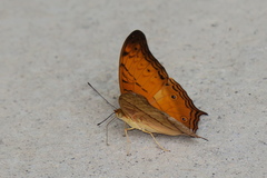 Vindula dejone erotella