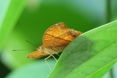 Vindula dejone erotella