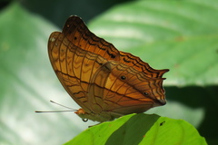 Vindula dejone erotella