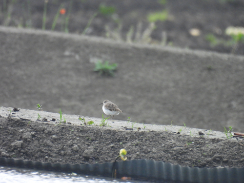Temminck's Stint
