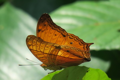 Vindula dejone erotella