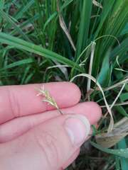 Carex brizoides