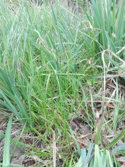 Carex brizoides