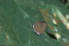 Arhopala major