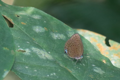 Arhopala major
