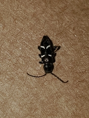 Phymatodes nitidus