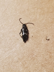Phymatodes nitidus