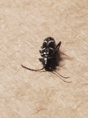 Phymatodes nitidus