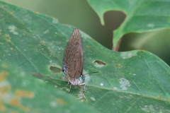 Arhopala major