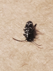 Phymatodes nitidus