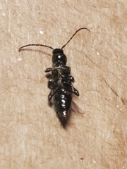 Phymatodes nitidus