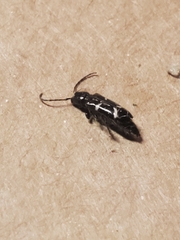 Phymatodes nitidus