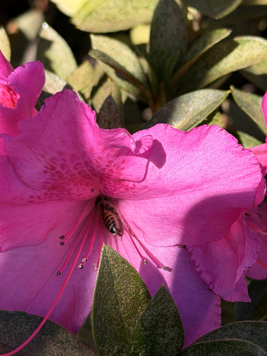 Western Honey Bee