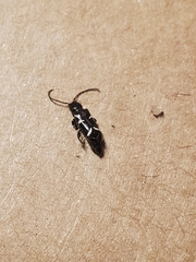 Phymatodes nitidus