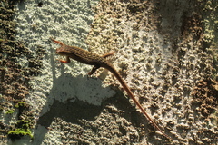 Eutropis rugifera