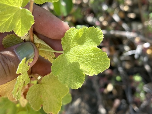 Ribes indecorum, 2026-06-18