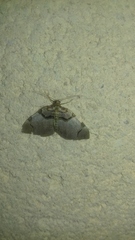 Anticlea derivata