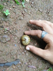 Arthrosphaera
