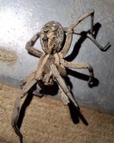 Carolina Wolf Spider