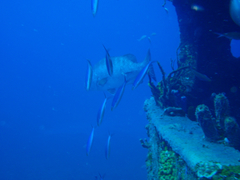 Lutjanus cyanopterus