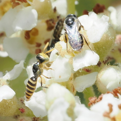 iNaturalist observation photo of Rhus Fairy Bee