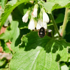 Anthophora plumipes
