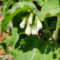 Anthophora plumipes