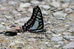 Graphium evemon
