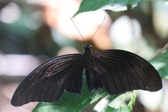 Papilio iswara