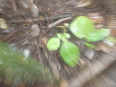 Dysoxylum spectabile