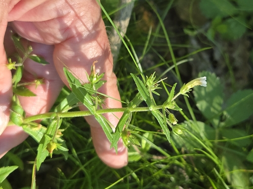 Clammy hedge hyssop (Gratiola neglecta)