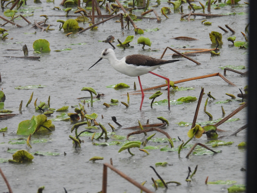 Black-winged Stilt