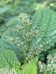 Laportea alatipes