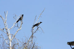 Corvus cornix